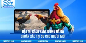 Bật Mí Cách Xem Tướng Gà Đá Chuẩn Xác Tại S8 Cho Người Mới