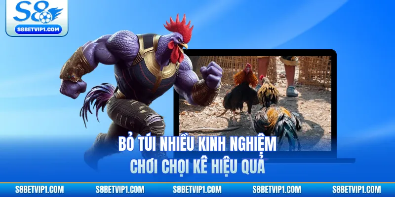 Bỏ túi nhiều kinh nghiệm chơi chọi kê hiệu quả