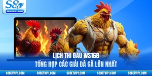 Lịch Thi Đấu WS168 - Tổng Hợp Các Giải Đá Gà Lớn Nhất