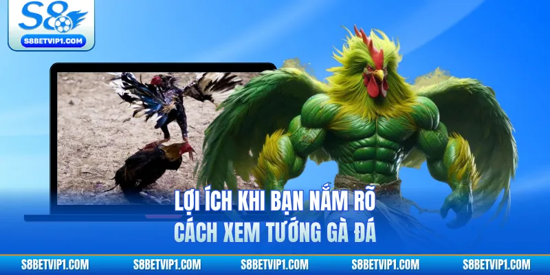 Bật Mí Cách Xem Tướng Gà Đá Chuẩn Xác Tại S8 Cho Người Mới 2 Lợi ích khi bạn nắm rõ cách xem tướng gà đá