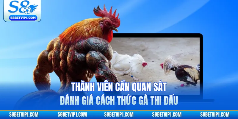Bật Mí Cách Xem Tướng Gà Đá Chuẩn Xác Tại S8 Cho Người Mới 4 Thành viên cần quan sát, đánh giá cách thức gà thi đấu