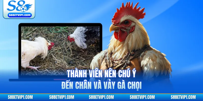 Bật Mí Cách Xem Tướng Gà Đá Chuẩn Xác Tại S8 Cho Người Mới 3 Thành viên nên chú ý đến chân và vảy gà chọi